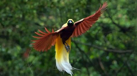 Ciri-Ciri Burung Besar di Irian Jaya
